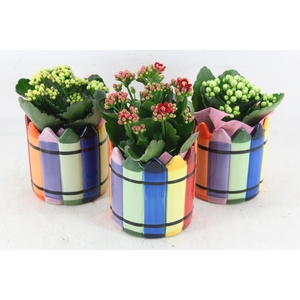 arr2 JS - Potloden pot x8
