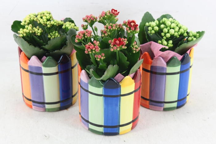 <h4>arr2 JS - Potloden pot x8</h4>