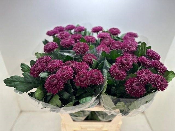 <h4>CHR G ROXO</h4>