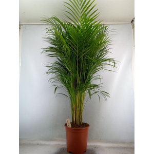 Dypsis lutescens   ...Chrysalidoca