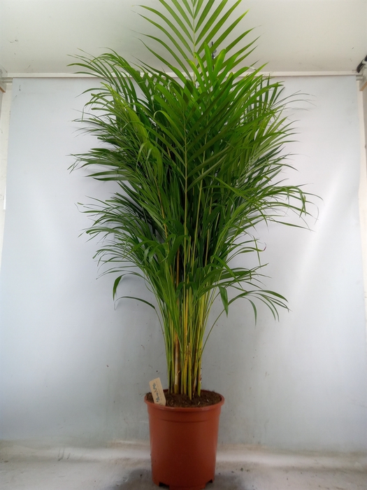 <h4>Dypsis lutescens   ...Chrysalidoca</h4>
