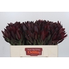 Leucadendron Saf Sunset Dark R.