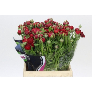Ranunculus Elegance Red