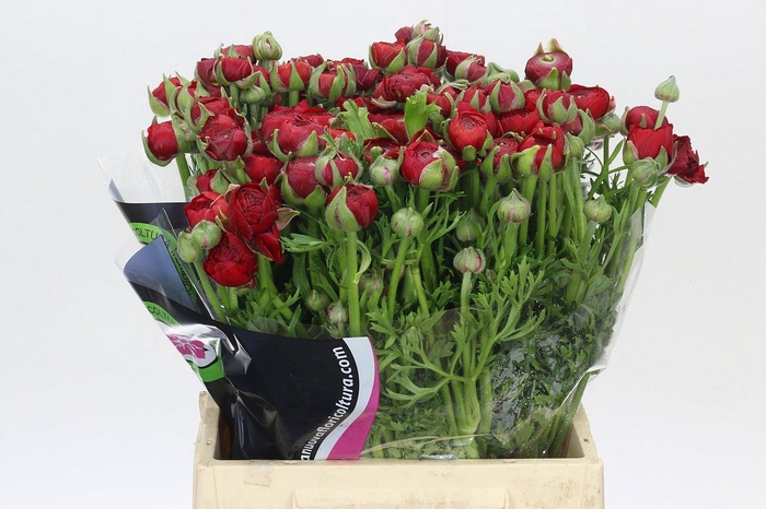 <h4>Ranunculus Elegance Red</h4>