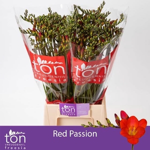 FR EN RED PASSION