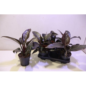 arr8 Phil Imperial Red