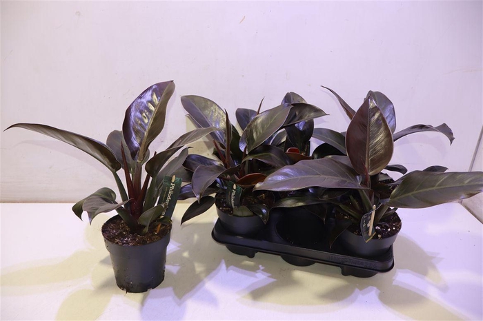 <h4>Phil Imperial Red</h4>