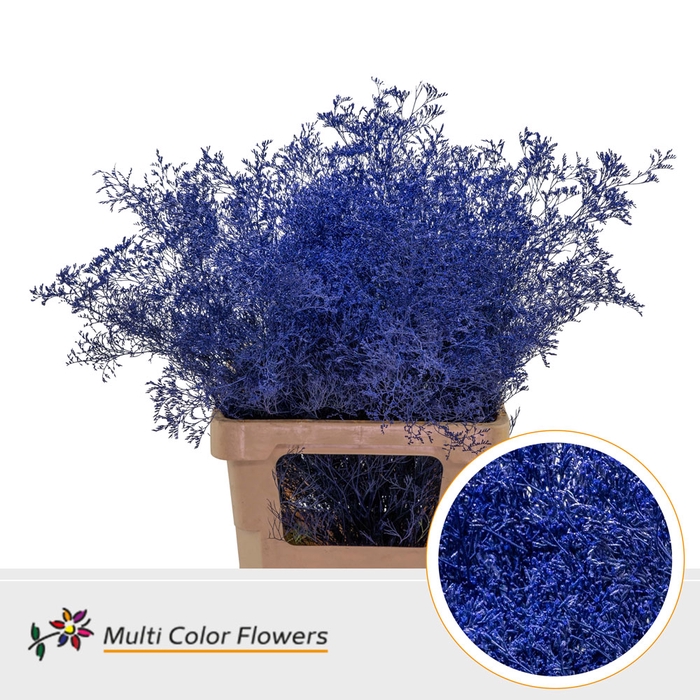 <h4>Limonium Beltlaard Blauw donker</h4>