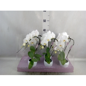 Phalaenopsis   ...white