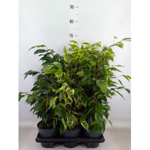 Ficus benja.   ...mix