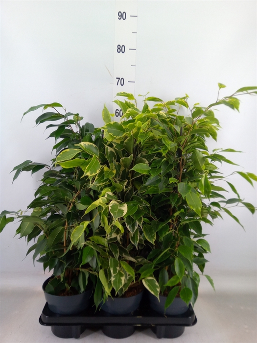 <h4>Ficus benja.   ...mix</h4>