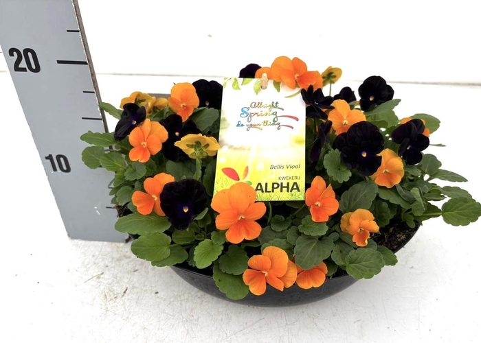 <h4>VIO CO SORBET GEM</h4>