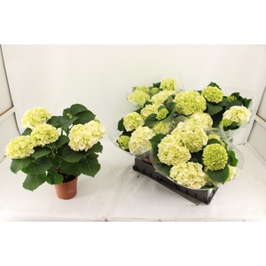 !! PROMO !! HYDR M WHITE P14 5+