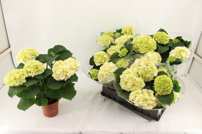 <h4>!! PROMO !! HYDR M WHITE P14 5+</h4>