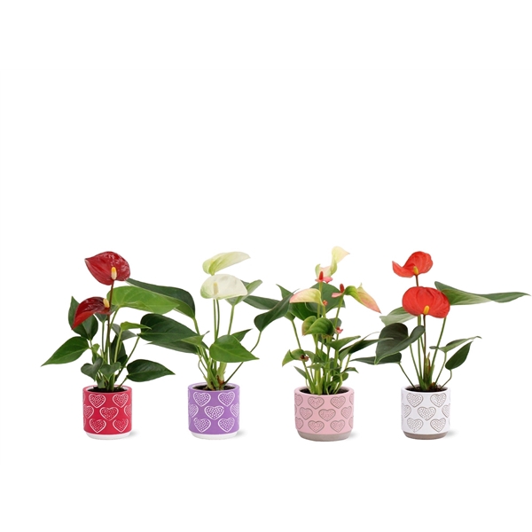 <h4>Anthurium Pearl 4 color mix in Cloe ceramics</h4>