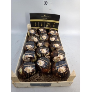 Hippeastrum   ...flowerbulbs