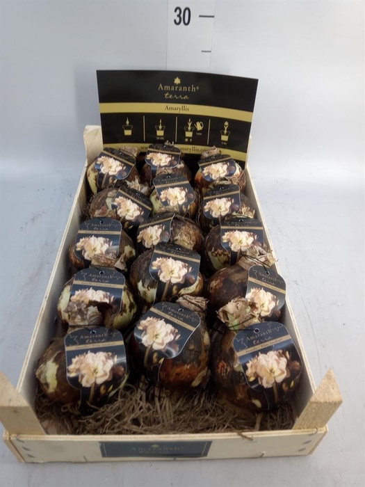 <h4>Hippeastrum   ...flowerbulbs</h4>