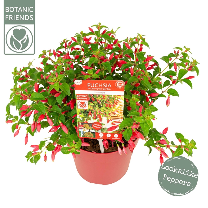 <h4>Fuchsia Chilli Red</h4>