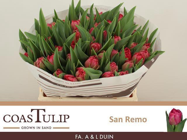 <h4>TU DU SAN REMO</h4>