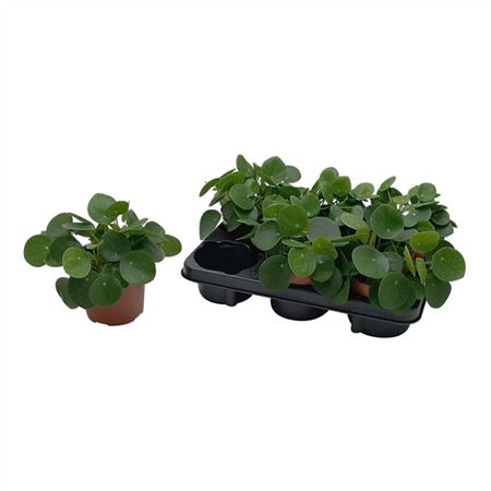 <h4>Pilea Peperomioides</h4>