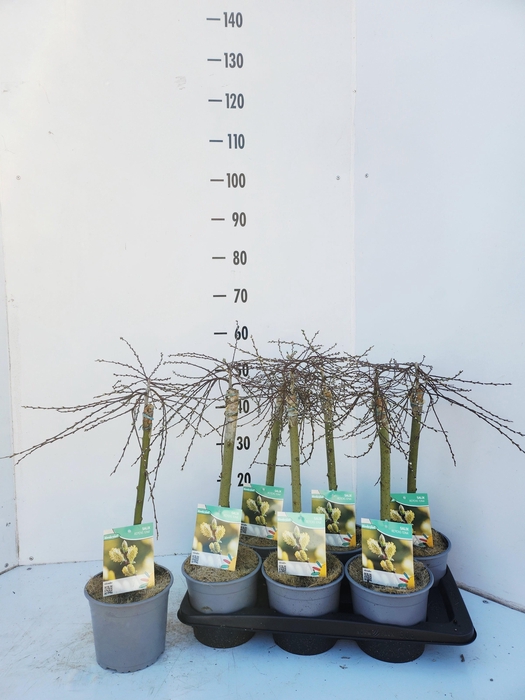 <h4>SALIX REP IONA</h4>