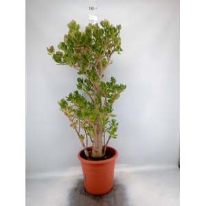 Crassula ovata