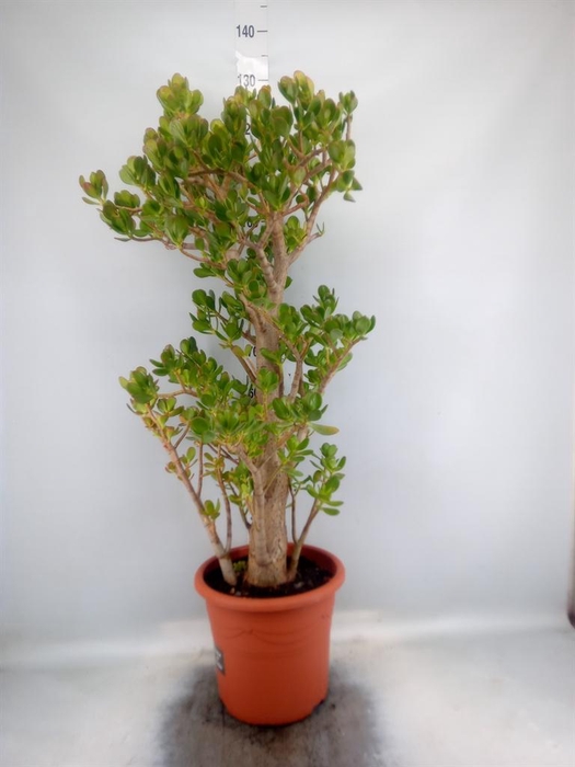 <h4>Crassula ovata</h4>