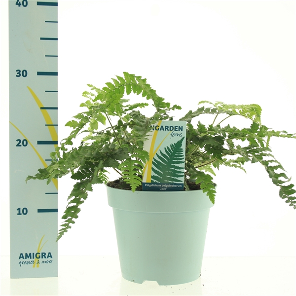 <h4>Polystichum polyblepharum 'Jade'</h4>