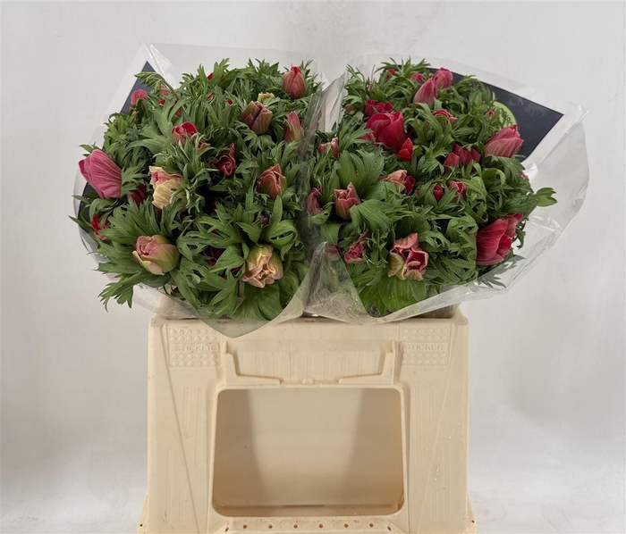 <h4>ANEM SUP RED</h4>