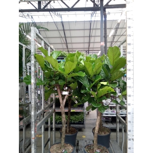 Ficus lyrata