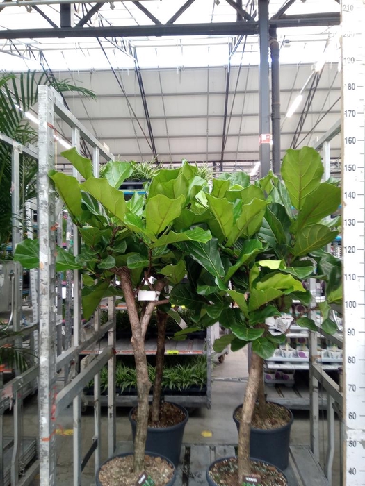 <h4>Ficus lyrata</h4>