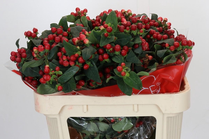 <h4>Hypericum True Romance Spray</h4>