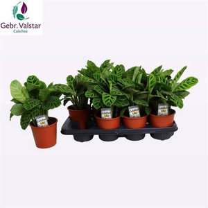 CALAT ZEBRINA