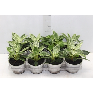 PHILODENDRON BIRKIN P15