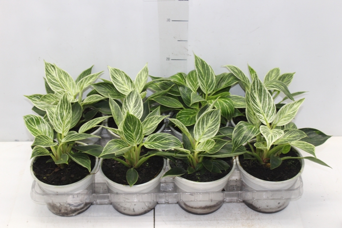 <h4>PHILODENDRON BIRKIN P15</h4>