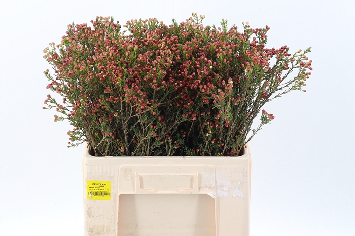 <h4>Cham Un Adi Knop</h4>