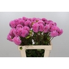 Dahlia Sweet Fabienne