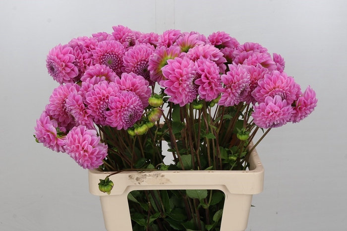 Dahlia Sweet Fabienne