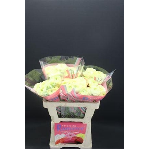 Ran Romance Espalion 50cm