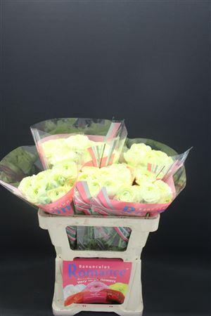 <h4>Ran Romance Espalion 50cm</h4>