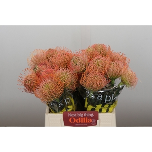 Nutans Ayoba Pink