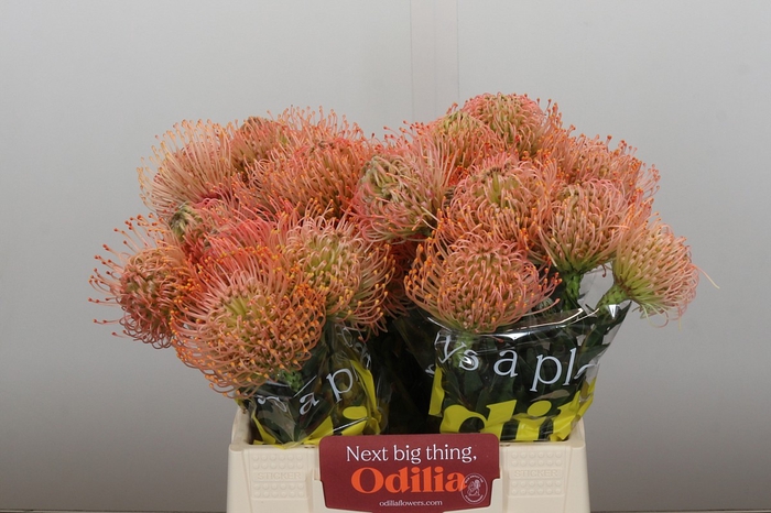 <h4>Nutans Ayoba Pink</h4>