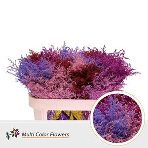 Solidago   ...colored  H%