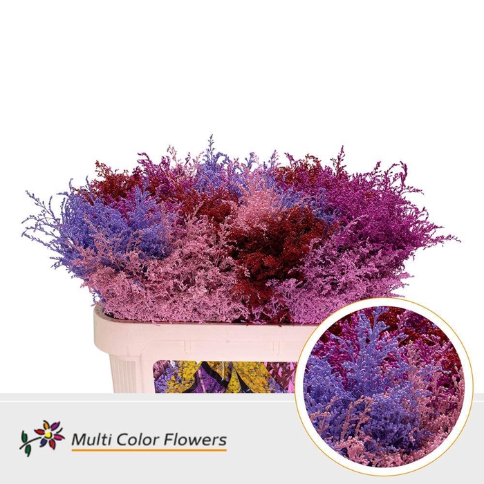 <h4>Solidago   ...colored  H%</h4>