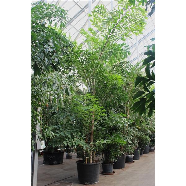 <h4>Caryota mitis</h4>