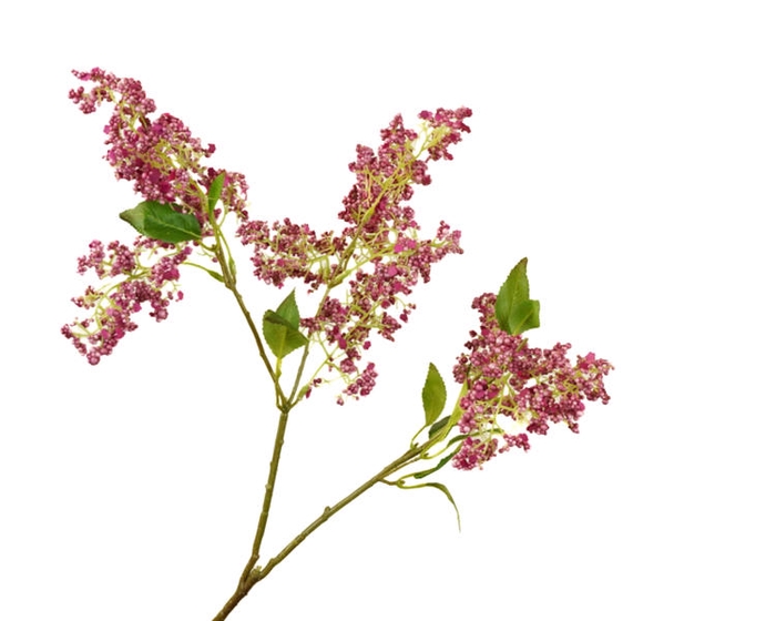 <h4>Syringa Cerise</h4>