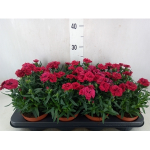 Dianthus  'Oscar Cherry'