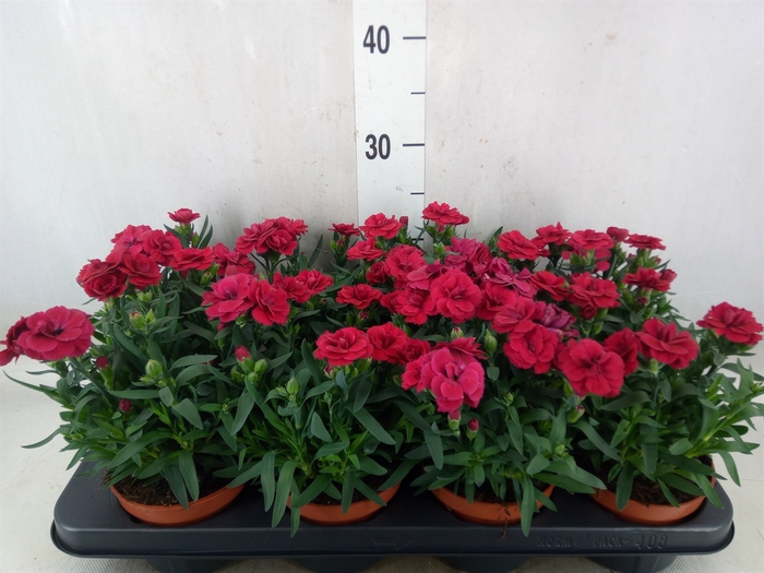 <h4>Dianthus  'Oscar Cherry'</h4>