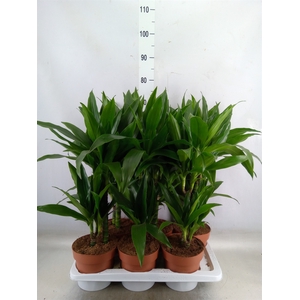 Dracaena frag. 'Janet Craig'
