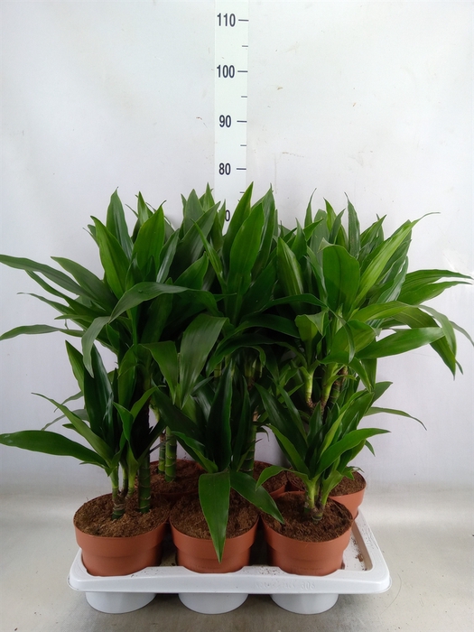 <h4>Dracaena frag. 'Janet Craig'</h4>